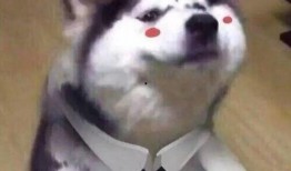 一个狗狗最新爆料图片表情包,萌态可掬，笑翻网友