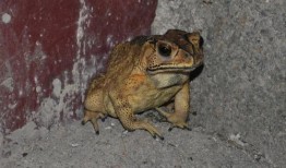 口水蛙吃瓜视频大全免费观看,免费观看视频大全，笑料横生！